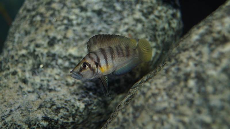 Altolamprologus sp. 'compressiceps shell' Chimba